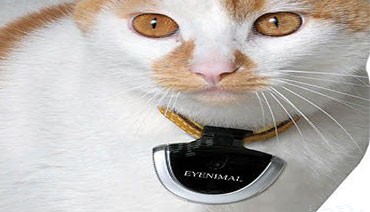 ⨻ᐈ Caméra espion pour chat : Surveillez en permanence votre animal de  compagnie ⇒ Player Top ®