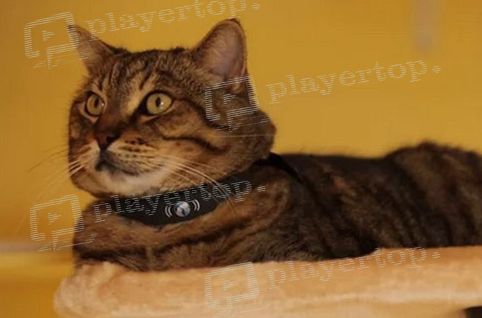 ⨻ᐈ Caméra espion pour chat : Surveillez en permanence votre animal de  compagnie ⇒ Player Top ®